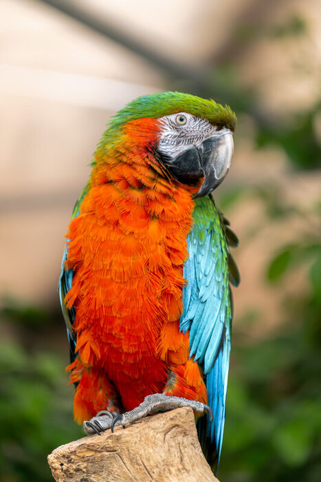 Loisirs Sanctuaire perroquets