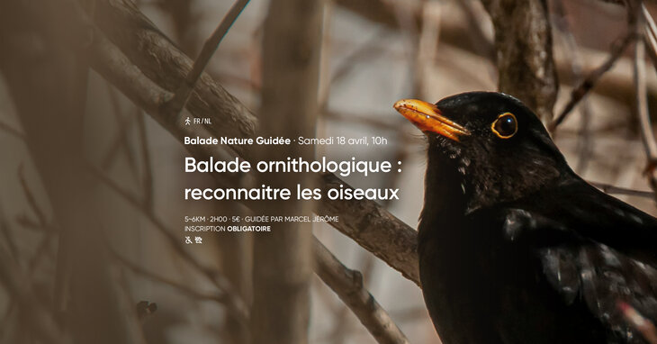 Loisirs Balade Nature Guidée Balade ornithologique : reconnaître oiseaux