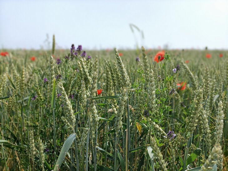 Conférences Du Grain pain