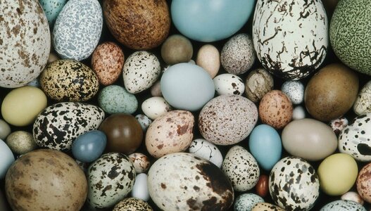 Expositions Œuf course