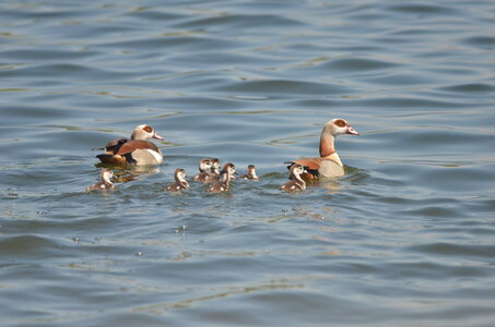 Loisirs Balade naturaliste : symphonie plumes