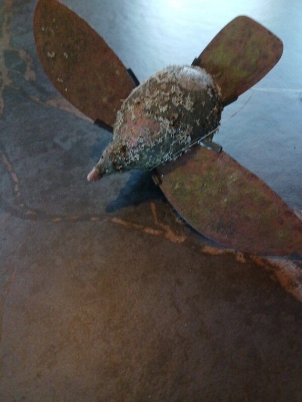 Expositions Les chants oiseaux dans champs béton, exposition