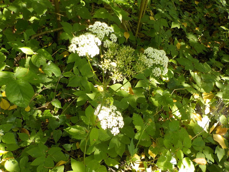 Loisirs Les plantes comestibles médicinales