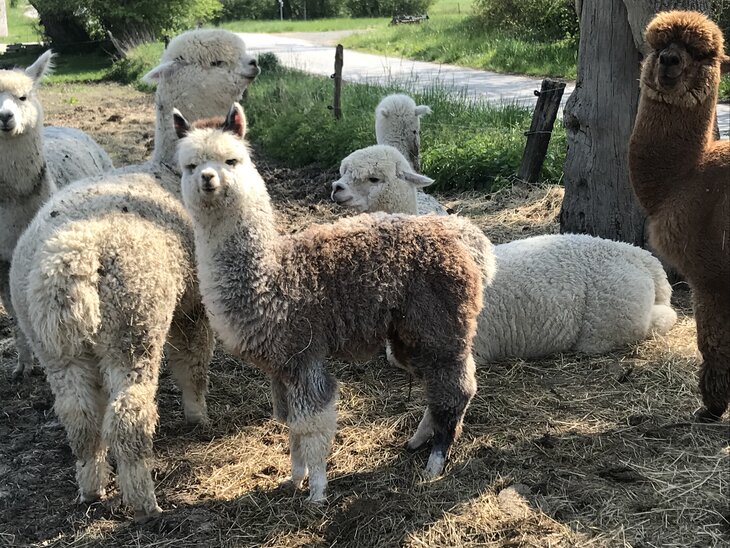 Loisirs Visite d un élevage d alpagas de chevaux Trait Ardennais