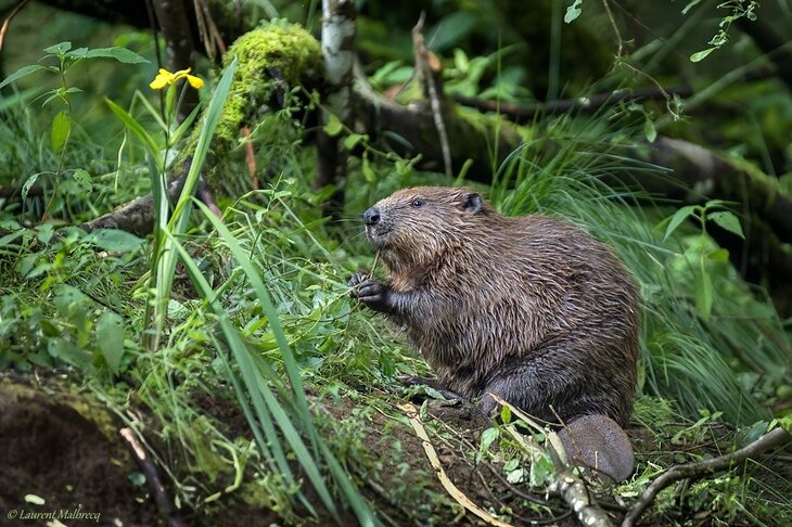 Loisirs À rencontre castor long la Vierre