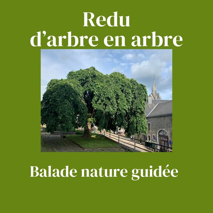Loisirs Redu,d arbre arbre