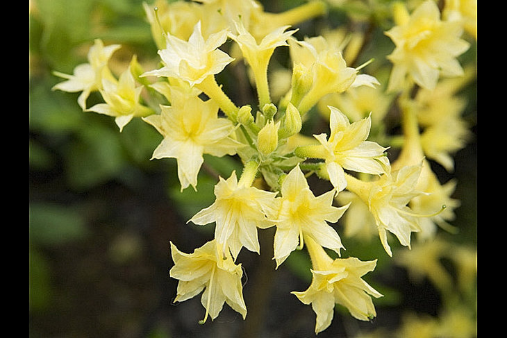 Loisirs Floraison rhododendrons des azalées