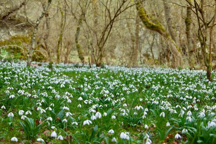 Stages,cours Bain forêt : Reconnectez-vous la nature à vous-même