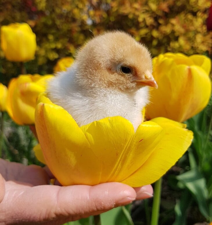 Stages,cours Stage la ferme - Ici sème bonheur enfants 