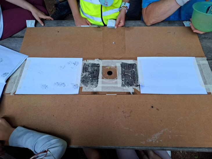 Loisirs Installation pièges empreintes caméras pour inventaire mammifères