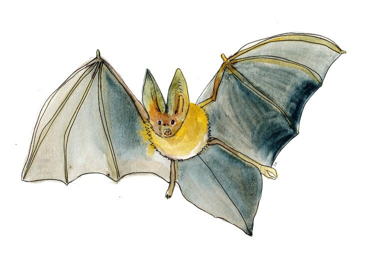 Loisirs Balade chauve-souris