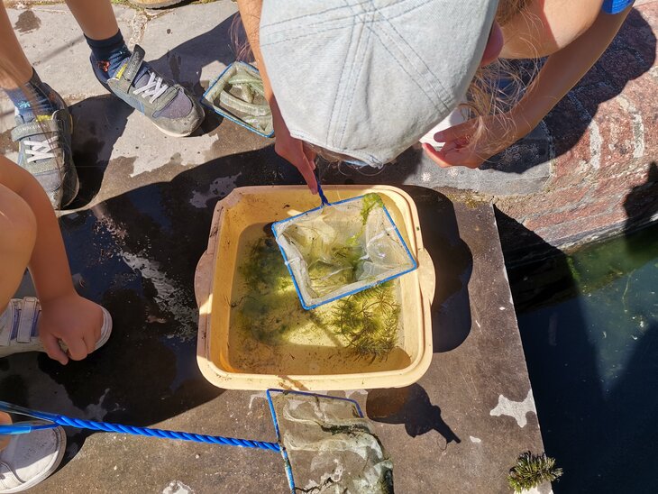 Loisirs Pêche d animaux aquatiques observation labo