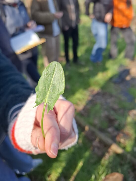 Loisirs Balade botanique : description reconnaissance