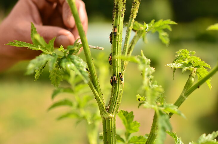 Loisirs Microfaune, es-tu ?