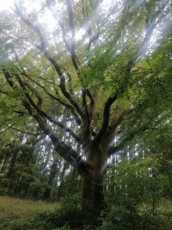 Loisirs Balade forestière guidée - arbres cachent forêt