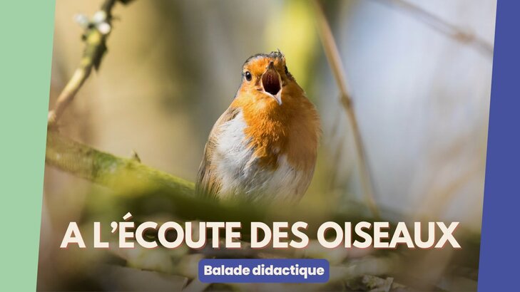 Loisirs Balade didactique l écoute oiseaux