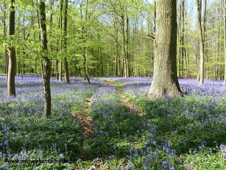 Loisirs Balade approche sensible la nature