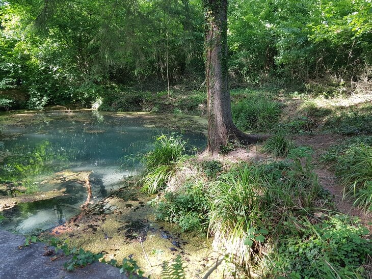 Loisirs Initiation chants d’oiseaux dans bois Stambruges
