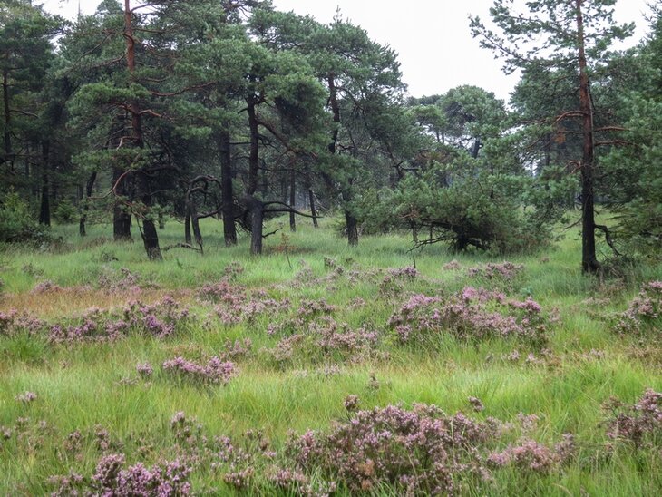 Loisirs Balade nature dans fagne Malchamps