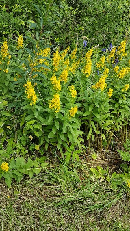 Loisirs Promenade Nature Patrimoine