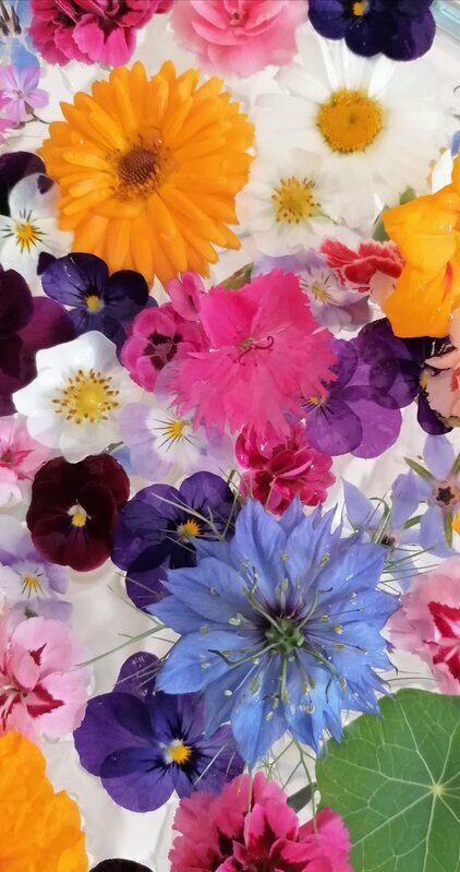 Stages,cours Cueillez cuisinez fleurs comestibles - Atelier spécial Fête pères