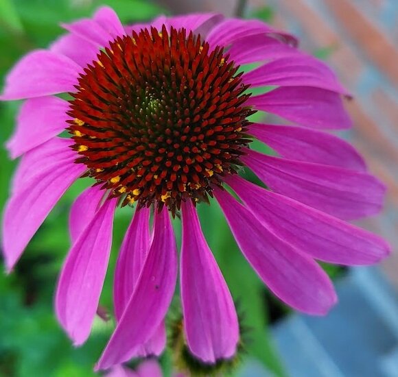 Stages,cours Atelier jardin infuse 