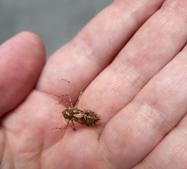 Stages,cours Atelier famille - Découvertes jardin