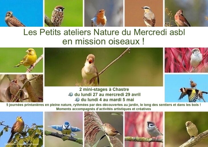 Stages,cours Les Petits Ateliers Nature Mercredi asbl partent la découverte oiseaux