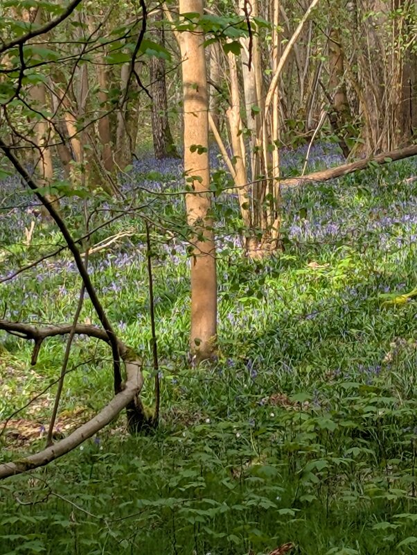 Loisirs Balade entre bois Limal & Bierges