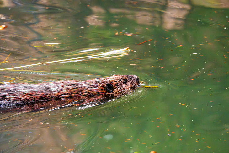 Loisirs Au de l Hermeton, faune, flore, ...