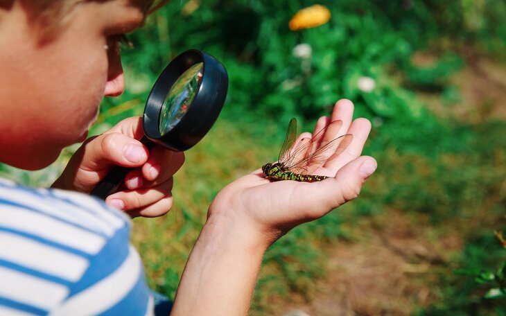 Stages,cours À rencontre minuscules : insectes araignées