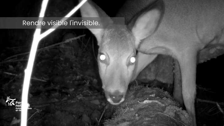 Conférences Ces animaux peuplent forêts