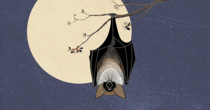 Loisirs La nuit chauves-souris dans Parc