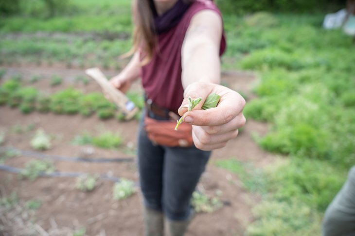 Loisirs Visite jardins aromatiques Potions Mana