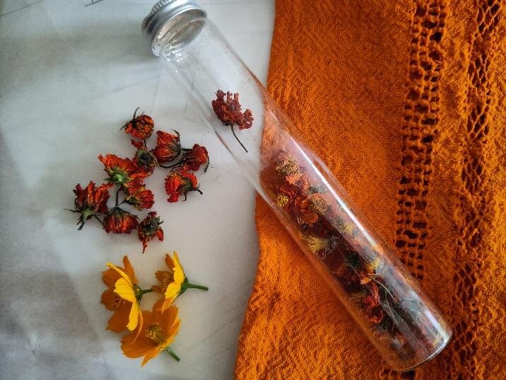 Stages,cours Teinture végétale