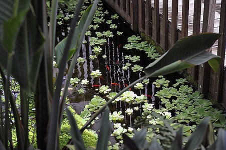 Loisirs Les serres jardin botanique