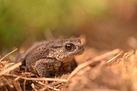 Loisirs COMPLET - Balade naturaliste : Anoures Marais