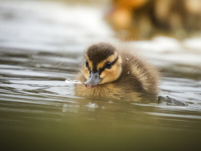 Loisirs Balade naturaliste : décor plumes