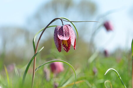 Loisirs Balade naturaliste : camaïeu floral