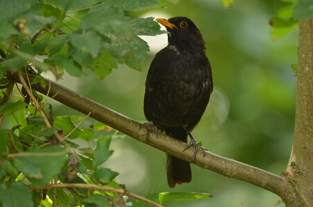 Loisirs Balade naturaliste : la rencontre d’une symphonie sauvage