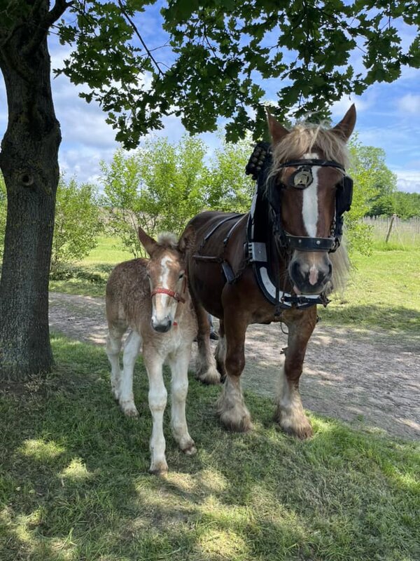 Loisirs Promotion Cheval Trait belge