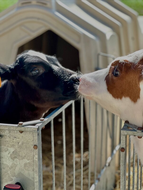 Loisirs Portes ouvertes la Ferme Cavrinnes