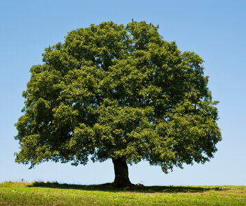 Loisirs Le chêne, monde lui seul