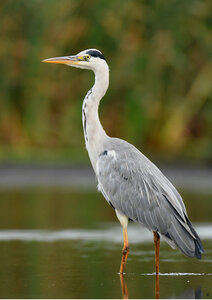 Loisirs Sortie nature : oiseaux, pattes dans l’eau lac Héron