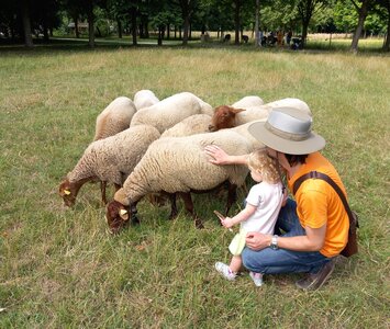 Loisirs Tonds mouton