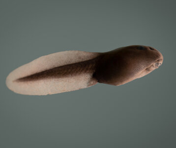 Loisirs Sortie la découverte batraciens