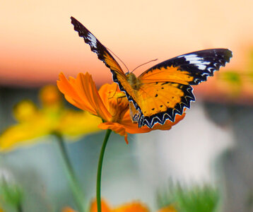 Loisirs Sortie la découverte papillons jour