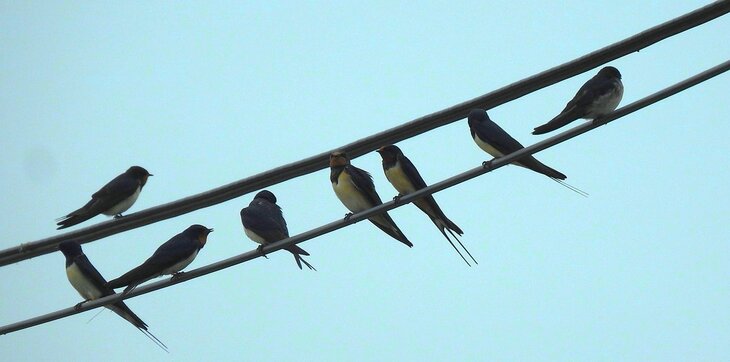 Conférences Hirondelles Martinets