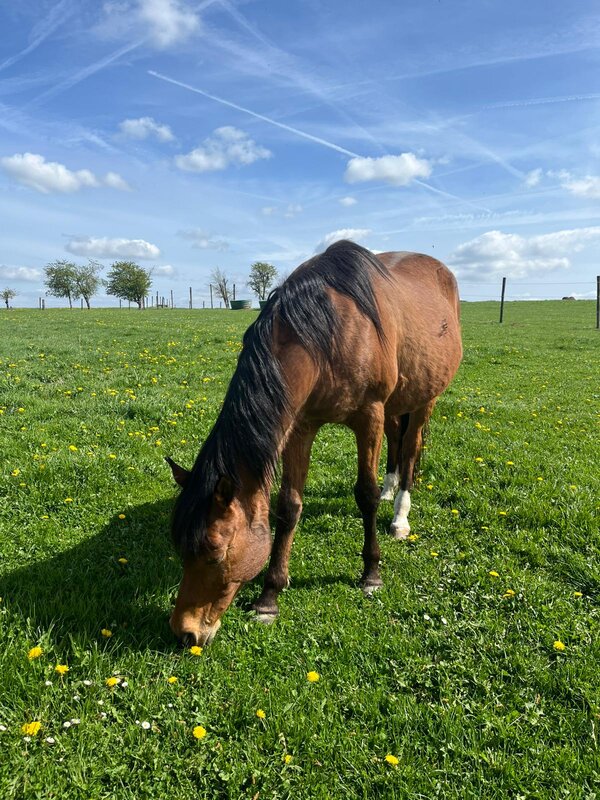 Stages,cours “Au rythme Pur-Sang Arabe”