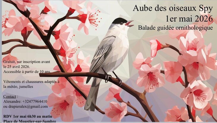 Loisirs Aube oiseaux: balade guidée